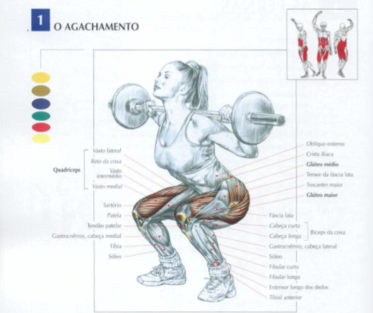 EXERCÍCIO: AGACHAMENTO SUMO. 