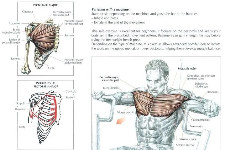 O supino reto é o melhor exercício para o peito? Descubra