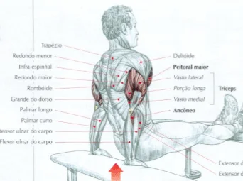 Tríceps Francês, Catálogo de Exercícios