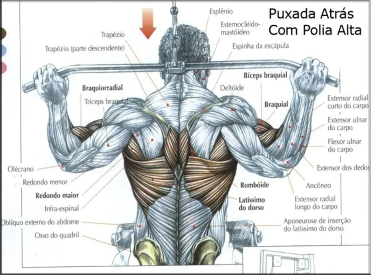 Treino de costas, anatomia dos musculos