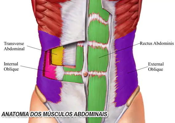 Anatomia-dos-músculos-abdominais-600_400-570x400