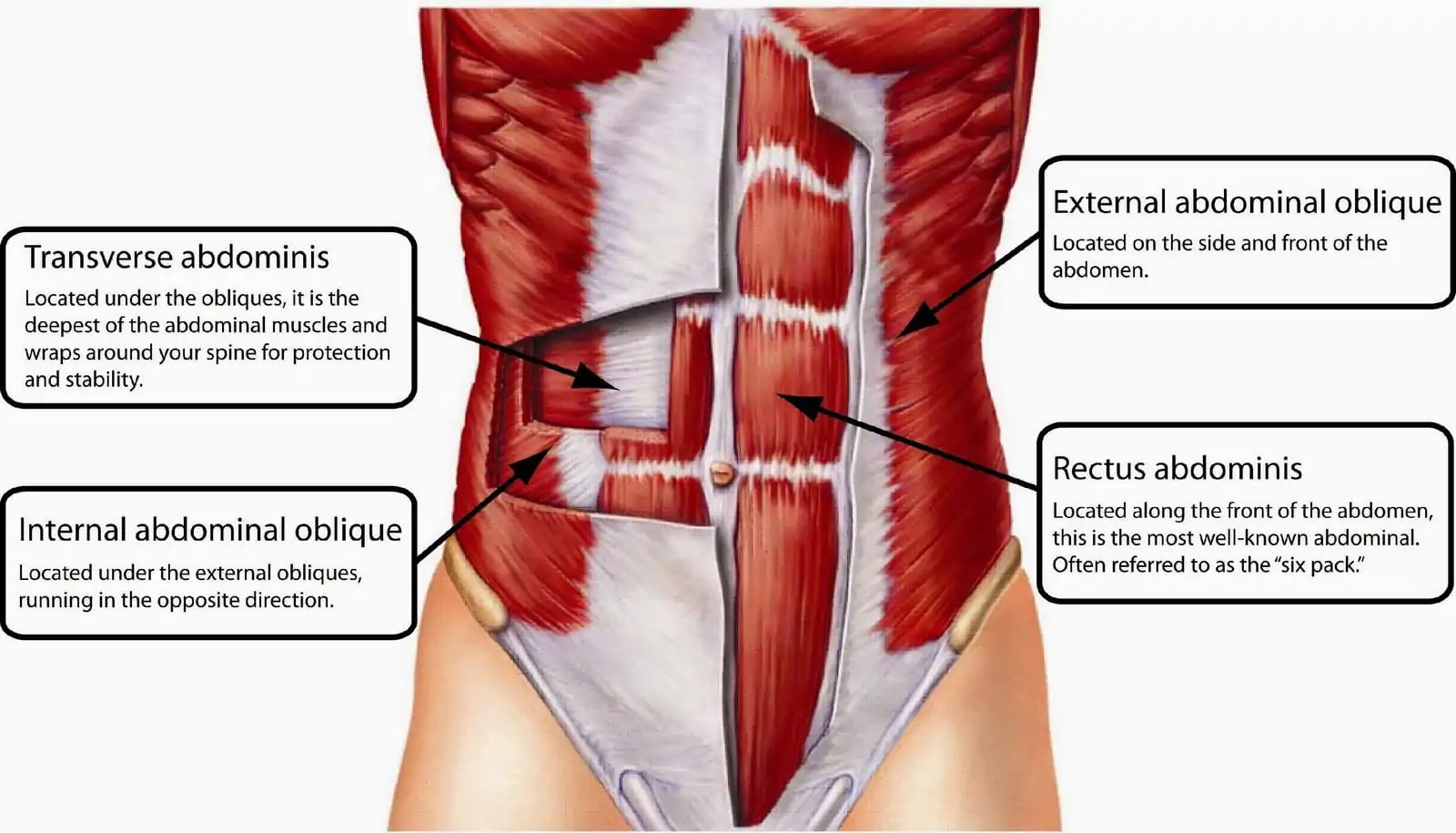 Exercicios abdominais, anatomia
