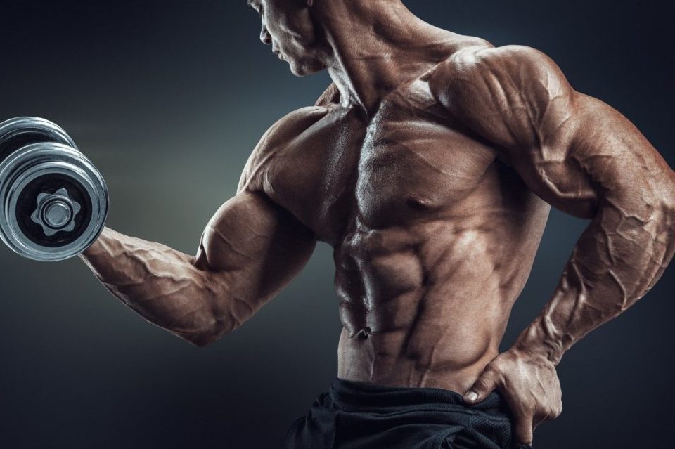 Como Os Tipos De Fibras Musculares Influenciam Na Hipertrofia Muscular