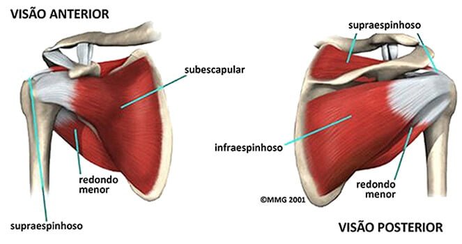 Músculos do manguito rotator - visão anterior e posterior