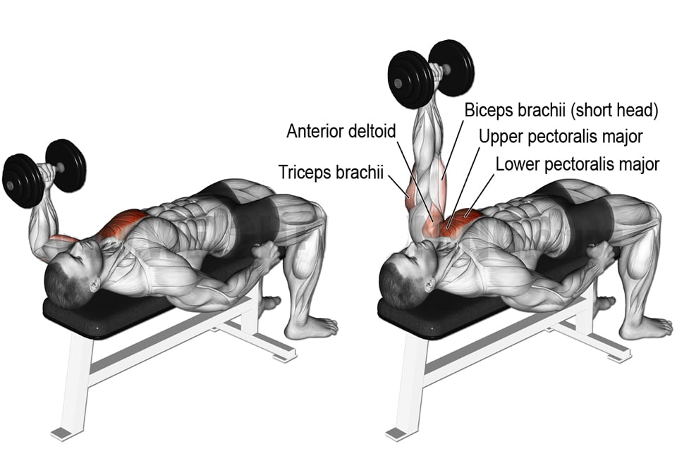 Supino inclinado com halteres como fazer, músculos usados e benefícios -  Musculação