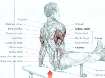 Exercíccios para o tríceps anatomia