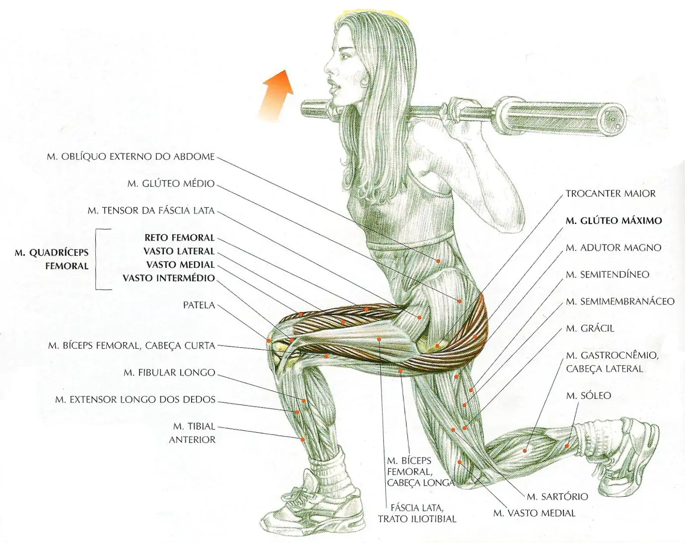 Exercícios para as pernas, top 10 para ganhar volume