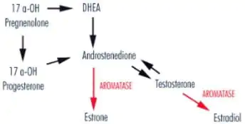 Ginecomastia_hormonios_musculação