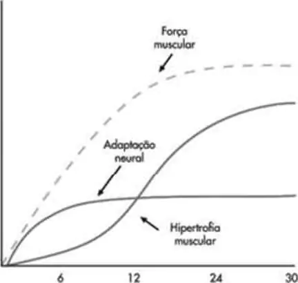 Papel da hipertrofia muscular nos ganhos iniciais de força muscular