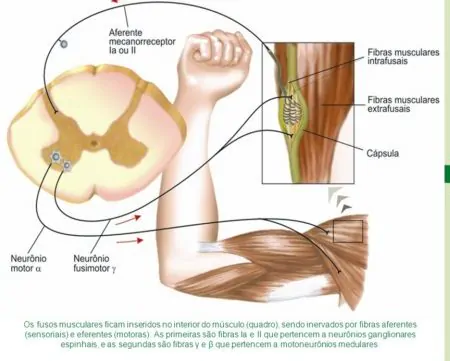 Dor lombar, bases anatômicas do treino de alongamento fuso muscular