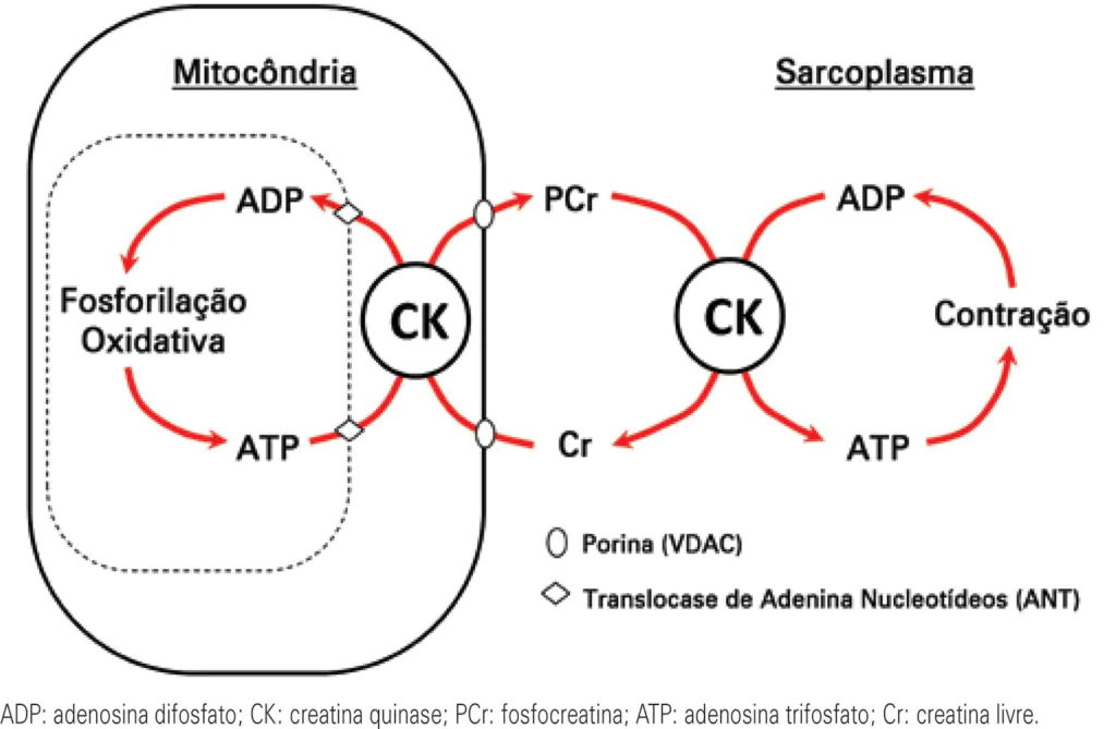 Essa imagem mostra como a creatina age aumentando a ressintese de ATP, e fazendo o músculo produzir mais energia