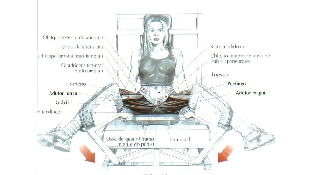 A cadeira adutora trabalha os adutores em todas as suas porções e o gracil